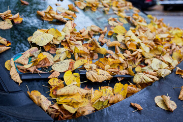 Car windshield filled with dry yellow autumn leaves layer