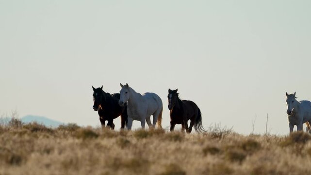 Wild horses running across the horizon against the sky in the Utah desert.