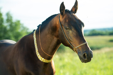 portrait of beautiful dark bay Akhalteke stallion posing in field. sunny evening. close up