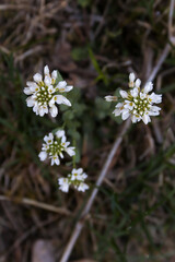 Flora in the Lincoln National Forest in New Mexico