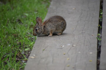 Cottontail Rabbit