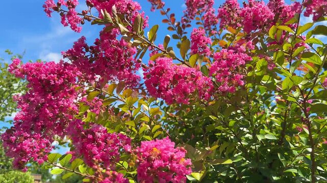 Vibrant pink flowers of Lagerstroemia indica,  Crape Myrtle, blooming abundantly in a sunny garden. 