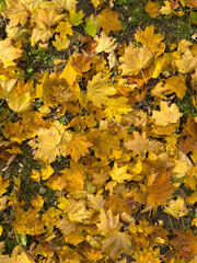 Beautiful colored leaves in a park. 