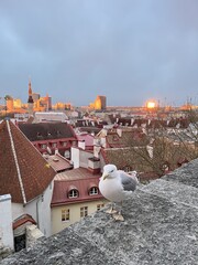A seagull against the backdrop of the Tallinn city panorama at sunset, Estonia