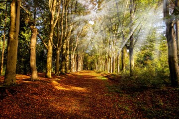 Fototapeta premium Forest in the Fall
