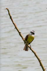 Close-up of Great Kiskadee (Pitangus sulphuratus). Yellow, white, and brown bird. Perched on a dry thorny branch. Soft, blurred water background.
