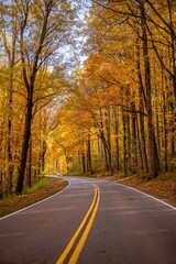 Obraz premium a ride in the fall through the forest