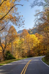 Obraz premium a ride in the fall through the forest