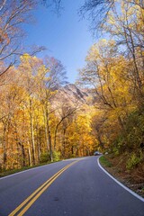 a ride in the fall through the forest