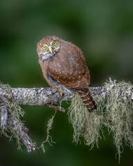 Northern Pygmy Owl