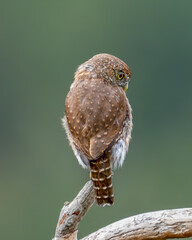 Northern Pygmy Owl