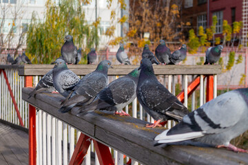 Urban pigeons perching on a wooden railing in an autumn city park. Close-up portrait of a rock dove with iridescent feathers and a flock of birds on a blurred city background.