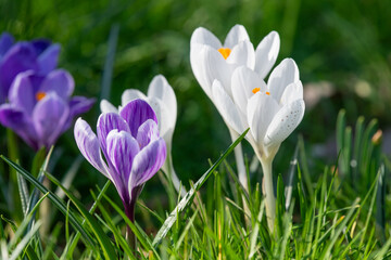 Close up of a spring crocus (crocus vernus) flower in bloom