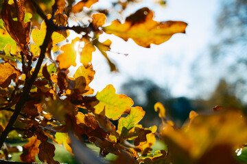 Reflections Of The Sunlight On The Leaves In Autumn 