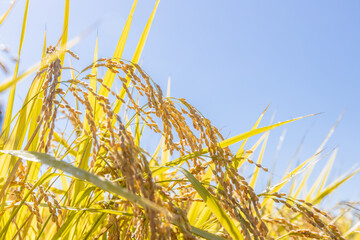 収穫期の稲穂　品種:雪若丸