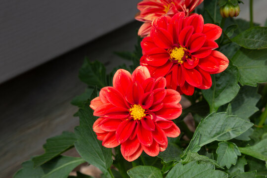 Red dahlia flowers blooming close up with vibrant yellow centers in a summer garden vertical view
