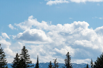 Coniferous pine trees stand tall against a backdrop of fluffy white clouds in a clear blue sky. Snow-dusted mountain peaks are visible in the distance, enhancing the serene forest landscape.