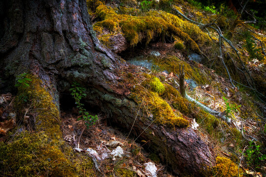 A close-up shot of the trunk and roots of a tree covered in moss