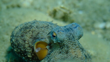 Common octopus (Octopus vulgaris) close-up undersea, Aegean Sea, Greece, Halkidiki, Pirgos beach