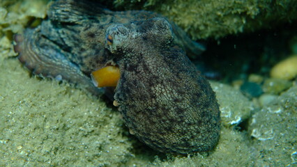 Common octopus (Octopus vulgaris) close-up undersea, Aegean Sea, Greece, Halkidiki, Pirgos beach