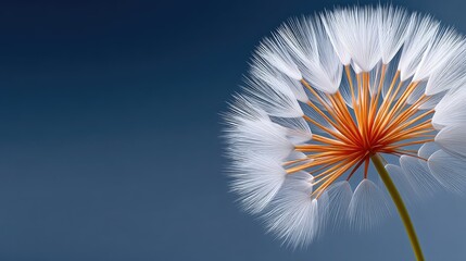 Macro Photo of a Dried Dandelion Puff Seed Head with Intricate White Parachutes and Orange Center Against a Dark Blue Gradient Background with Soft Lighting