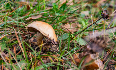 Large wild mushroom in a natural setting. Mushroom picking
