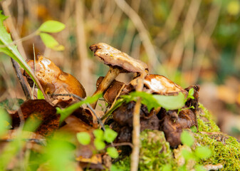 Close up of autumn mushrooms among fallen leaves