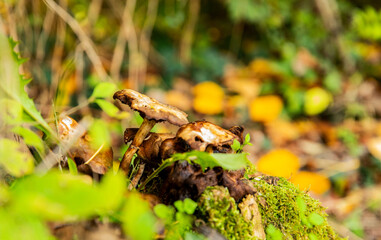 Wild forest mushrooms growing on mossy tree stump