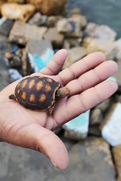 Trafficking of baby morrocoy turtle in Colombia.