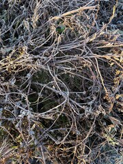 earth-plants-surface-texture-abstract-iceland