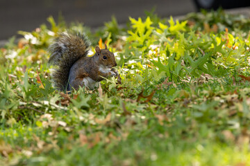Eastern grey squirrel (Sciurus carolinensis) spotted in Central Park New York urban woodland