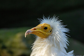 Egyptian vulture (Neophron percnopterus) found in open arid hills and cliffs across southern Europe north Africa and western Asia