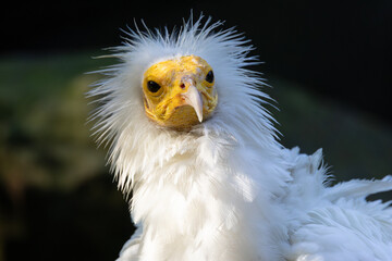 Egyptian vulture (Neophron percnopterus) found in open arid hills and cliffs across southern Europe north Africa and western Asia