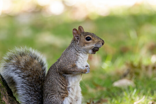 Eastern grey squirrel (Sciurus carolinensis) spotted in Central Park New York urban woodland