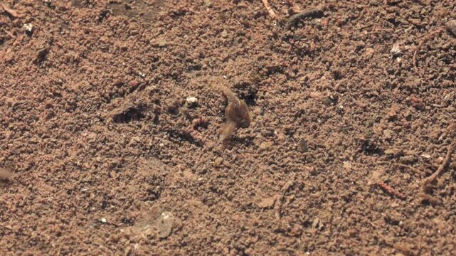 Triops and fairy shrimp foraging and swimming in the clear shallow water of an ephemeral pool in the mountains of Southern Utah USA on a sunny autumn day in 2025.