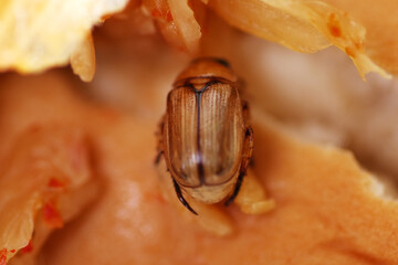 Fototapete bei efototapeten.de bestellen   