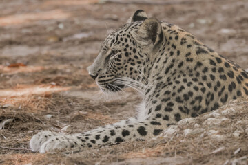Fototapeta premium Persian Leopard Side On At Lisbon Zoo - 241C6384