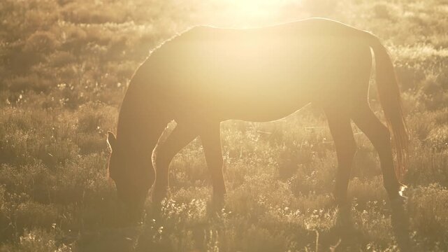 Wild horse glowing in the sun as it grazes in the Utah desert in slow motion.