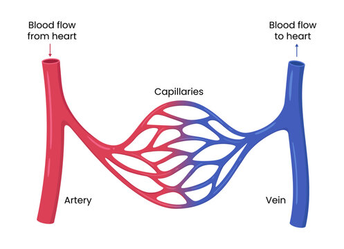 Vector illustration of the blood circulatory system showing arteries, veins, and capillaries.