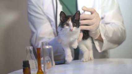 kitten cat at a veterinary doctor's appointment, receiving a vaccine injection at a veterinary clinic  - Powered by Adobe