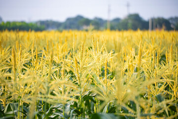 depicts the state of fresh corn on the cob as an agricultural product. The corn cob is partially covered by green husks