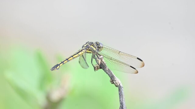 Pantala flavescens dragonfly. Its other names globe skimmer,&nbsp;globe wanderer dragonfly and wandering glider. It &nbsp;is a wide ranging&nbsp;dragonfly&nbsp;of the family&nbsp;Libellulidae.