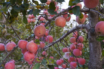 Close up of a red apple