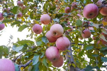 Close up of a red apple