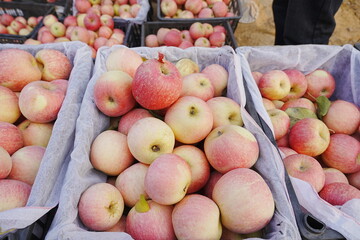 Close up of a red apple
