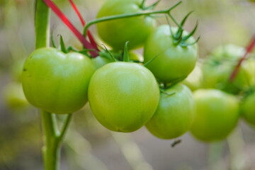 Tomatoes, fruits, and tomatoes grow in a greenhouse