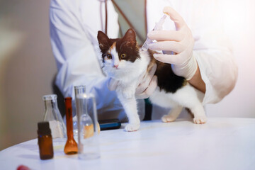 kitten cat at a veterinary doctor's appointment, receiving a vaccine injection at a veterinary clinic 