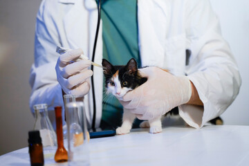 kitten at a veterinary doctor's appointment, receiving an ear vaccine at a veterinary clinic 