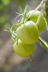 Tomatoes, fruits, and tomatoes grow in a greenhouse