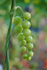 Tomatoes, fruits, and tomatoes grow in a greenhouse